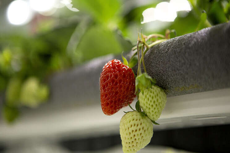 These high-tech strawberries cost $6 a piece These high-tech strawberries cost $6 a piece