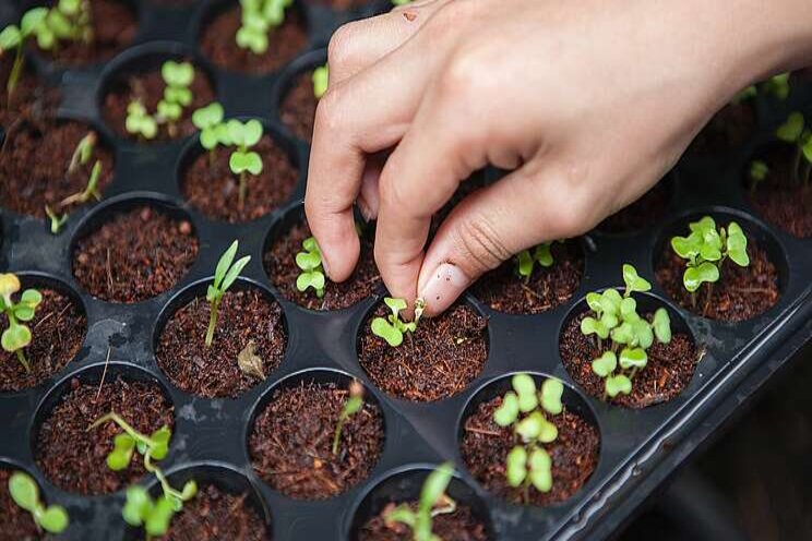 OptimIA program analyzes fruitfulness of US vertical farms OptimIA program analyzes fruitfulness of US vertical farms
