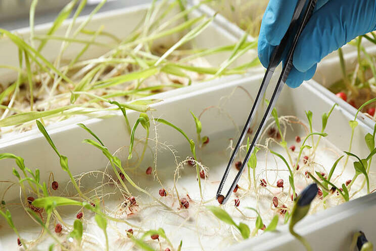 FFAR Grant develops heat-tolerant seeds FFAR Grant develops heat-tolerant seeds