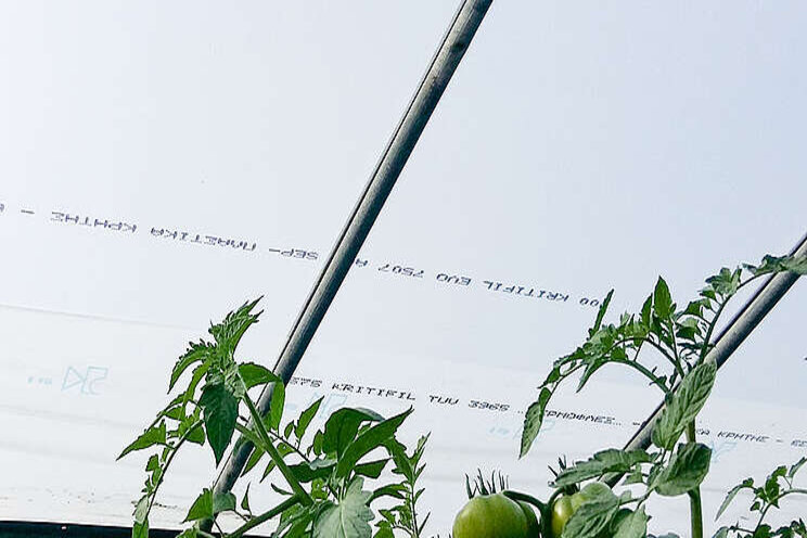 Fall crop considerations in the greenhouse Fall crop considerations in the greenhouse