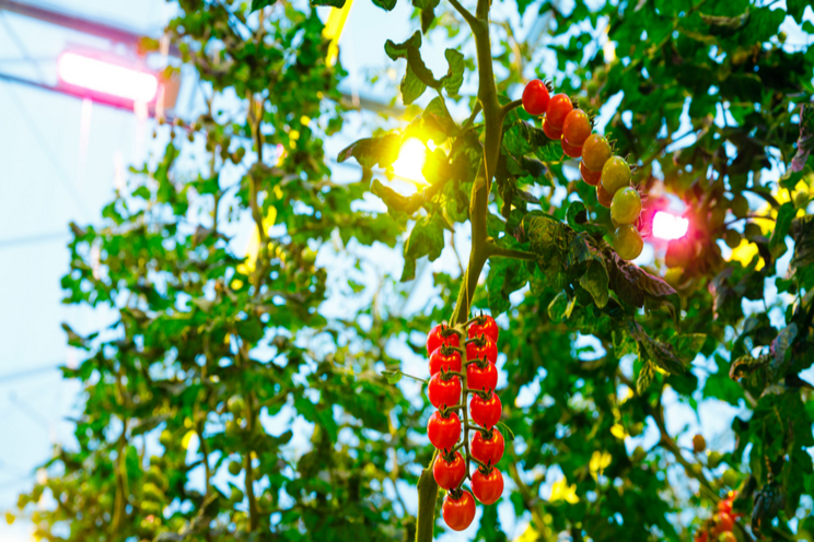 Lighting lessons differ for tomatoes and strawberries Lighting lessons differ for tomatoes and strawberries