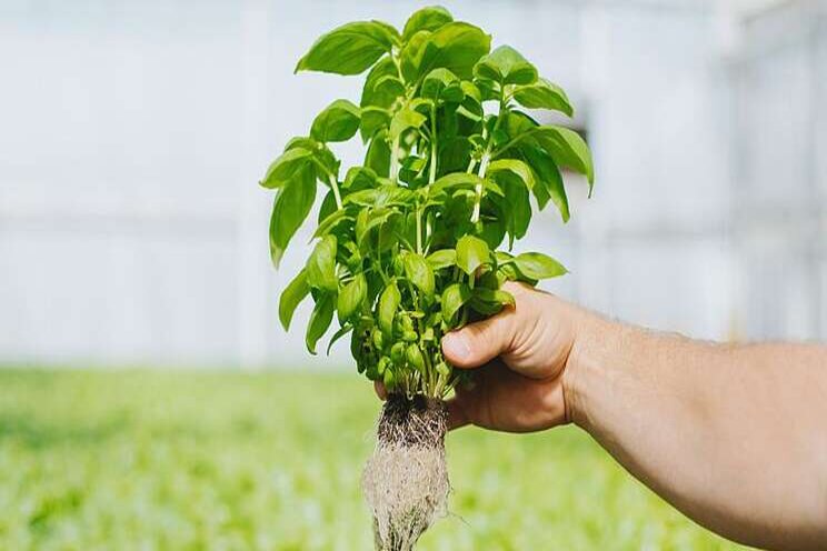 New substrate designed for hydroponic production New substrate designed for hydroponic production