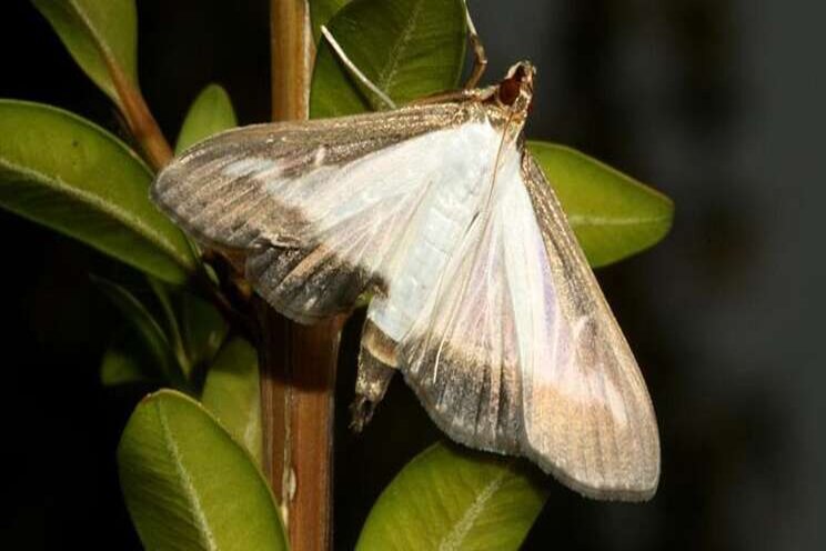 A new boxwood pest has been found in three states A new boxwood pest has been found in three states