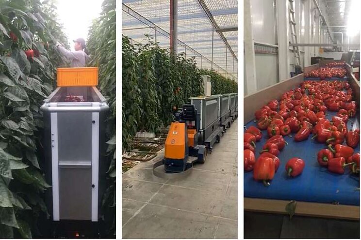 The 1st Australian grower with the Pepper Shuttle System The 1st Australian grower with the Pepper Shuttle System