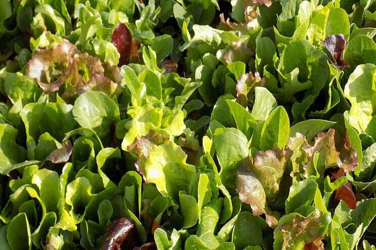 Beanstalk to expand indoor vertical farming production Beanstalk to expand indoor vertical farming production