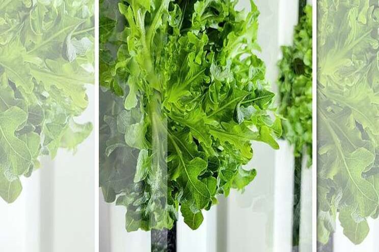 New vertical farm in Oshawa will harvest fresh greens year-round New vertical farm in Oshawa will harvest fresh greens year-round