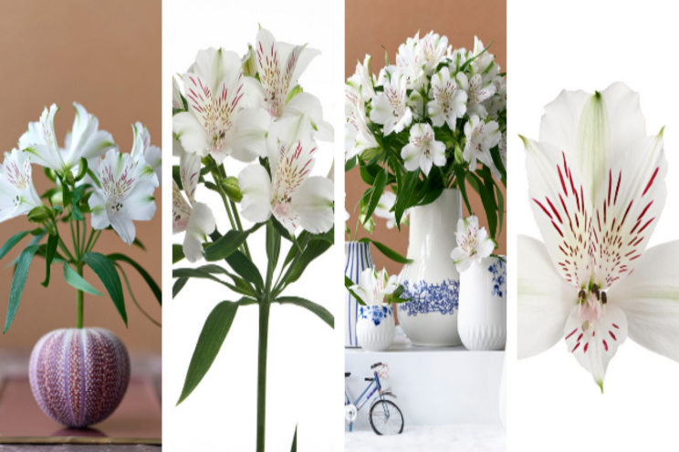 Virgin Queen: dazzling white Alstroemeria with XXL flowers Virgin Queen: dazzling white Alstroemeria with XXL flowers