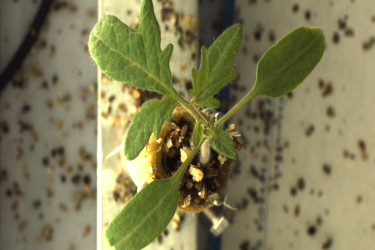 Automatic germination test provides insight into seed quality Automatic germination test provides insight into seed quality