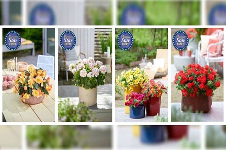 Four fabulous varieties are vying for FleuroStar Four fabulous varieties are vying for FleuroStar