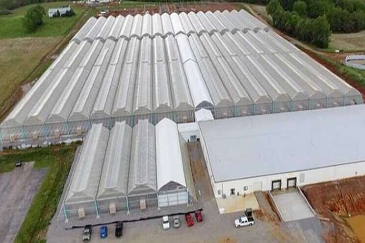 AgriTech is playing a key role in greenhouse production AgriTech is playing a key role in greenhouse production