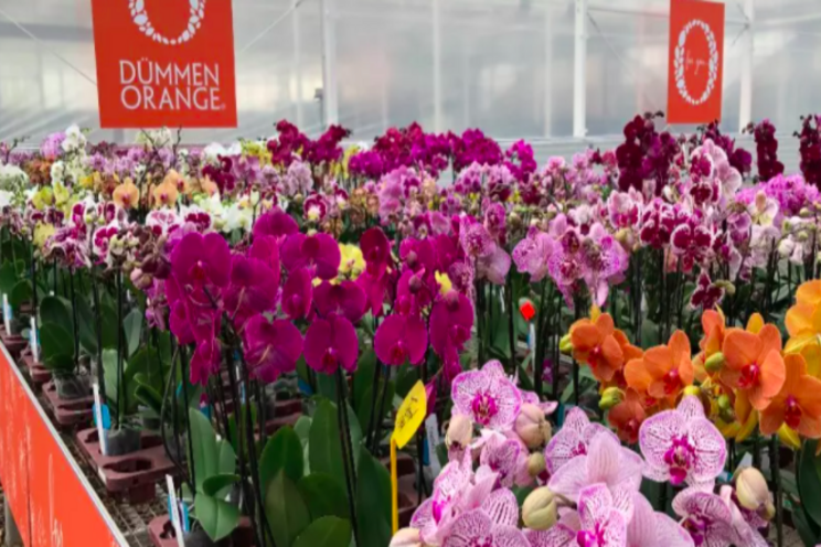 Dümmen Orange opens Phalaenopsis showcase Dümmen Orange opens Phalaenopsis showcase