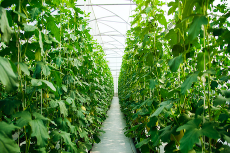 What pesticides are safe in the greenhouse What pesticides are safe in the greenhouse