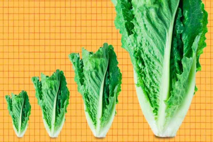 Vertical farming is on the way up Vertical farming is on the way up