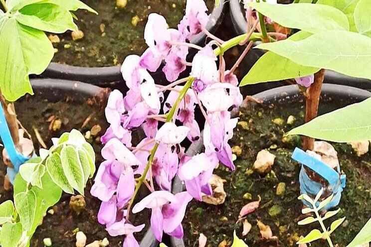 Thousands of grafted wisteria! Thousands of grafted wisteria!