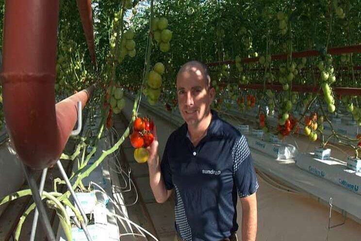 Solar power to bring tomatoes to the desert Solar power to bring tomatoes to the desert