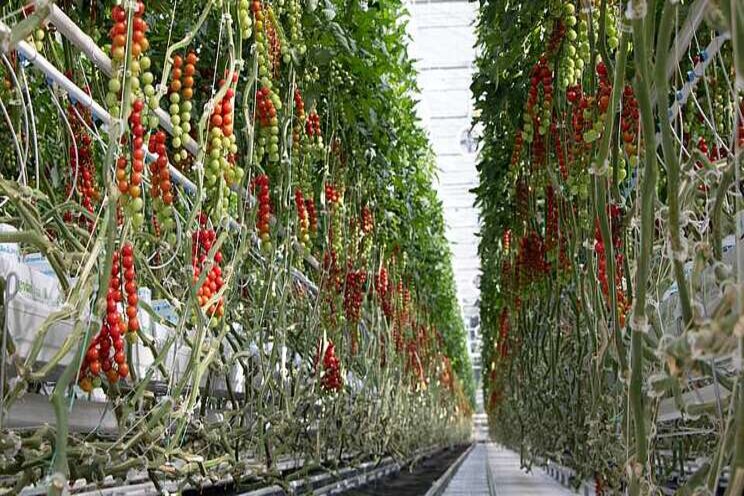 The top fresh produce greenhouse growers in the U.S. The top fresh produce greenhouse growers in the U.S.