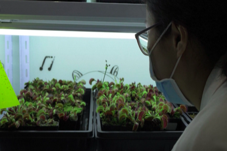 'Robo-plants' as the future of sustainable agriculture 'Robo-plants' as the future of sustainable agriculture