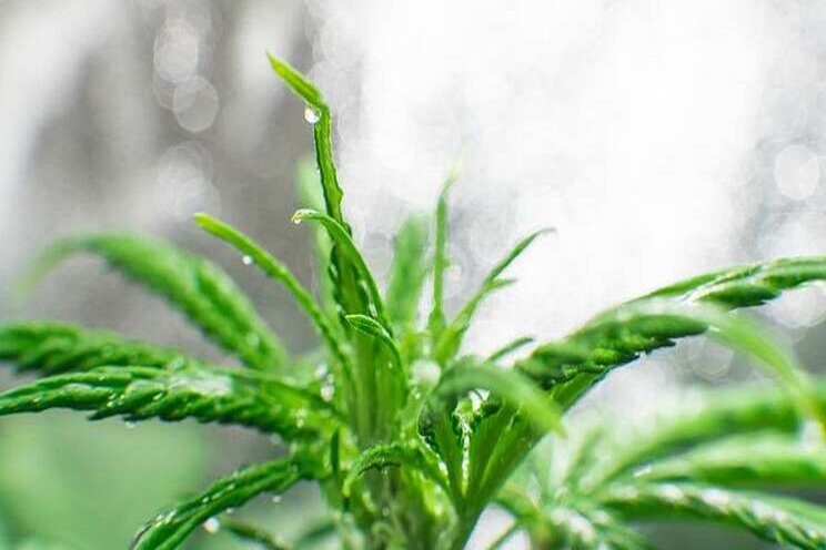 Clean stock program to help prevent viroid spread in cannabis Clean stock program to help prevent viroid spread in cannabis