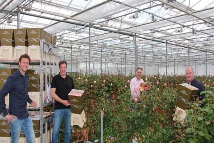 Dümmen Orange outsources sale of specialty roses production Dümmen Orange outsources sale of specialty roses production