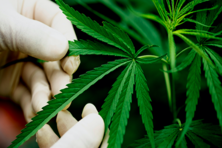 Matching your cannabis growing facility to your location Matching your cannabis growing facility to your location