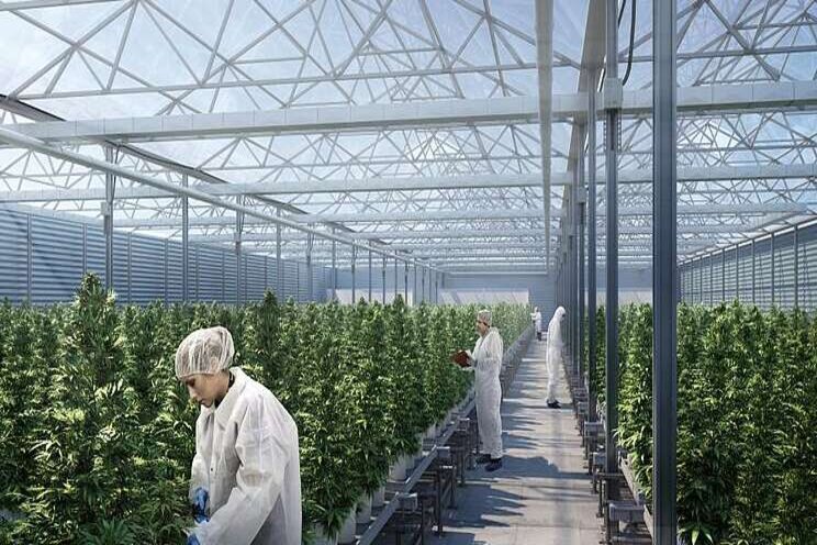 Salaries are skyrocketing in the cannabis market; Here's why Salaries are skyrocketing in the cannabis market; Here's why