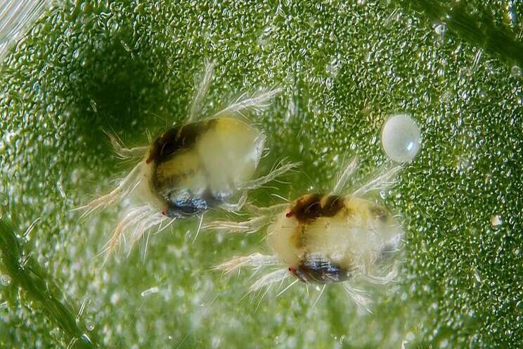 Spider mite populations could spike during hot, dry conditions Spider mite populations could spike during hot, dry conditions