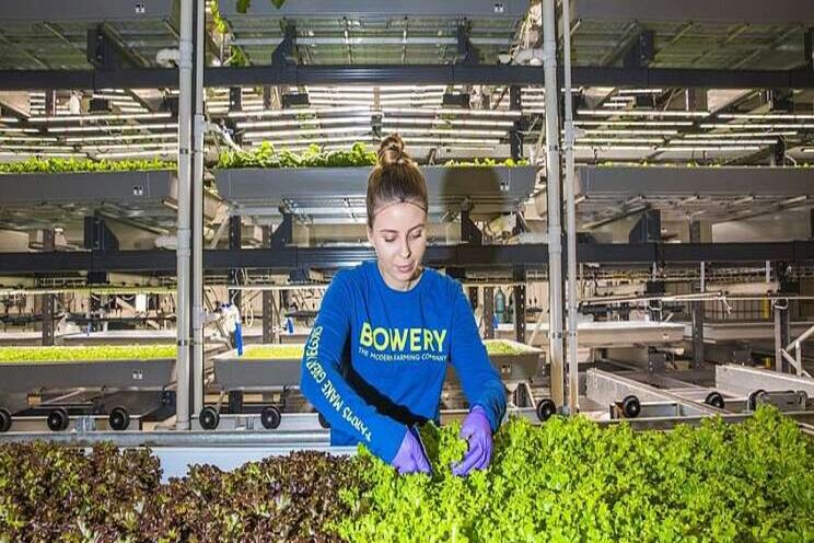 The first-ever on-site vertical farming breeding program The first-ever on-site vertical farming breeding program
