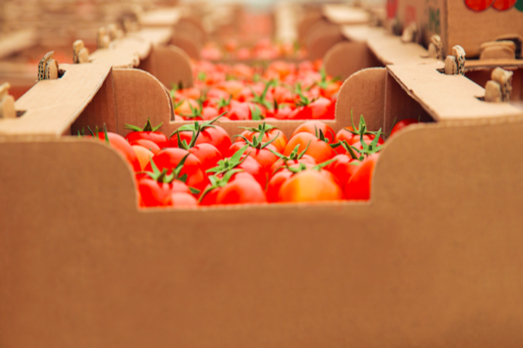 Tomato varieties with intermediate resistance to ToBRFV Tomato varieties with intermediate resistance to ToBRFV