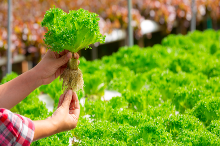 Aquaponics is complex: 'It's everything, anything' Aquaponics is complex: 'It's everything, anything'
