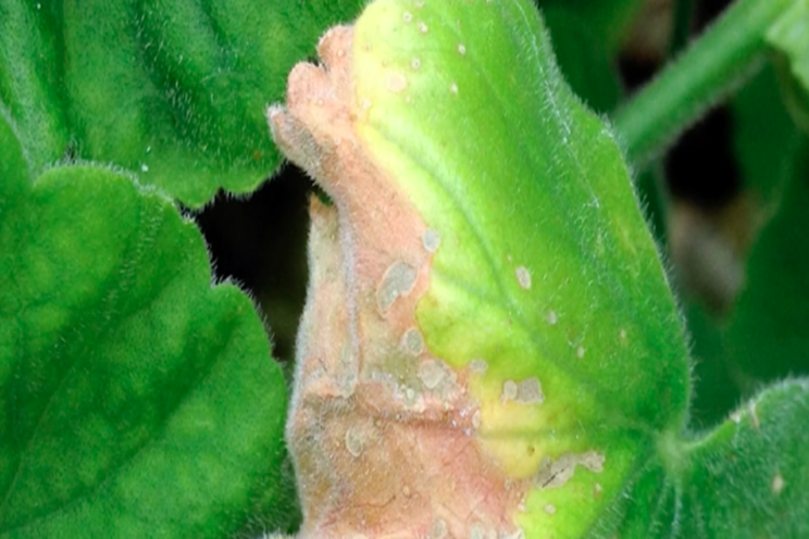 Managing botrytis conditions to reduce chances of problems Managing botrytis conditions to reduce chances of problems