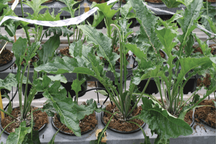 Hydroponic cut flower production Hydroponic cut flower production
