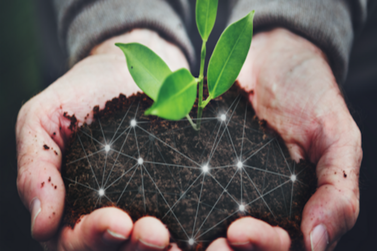 Kenya looks to gene editing to grow its key food crops Kenya looks to gene editing to grow its key food crops