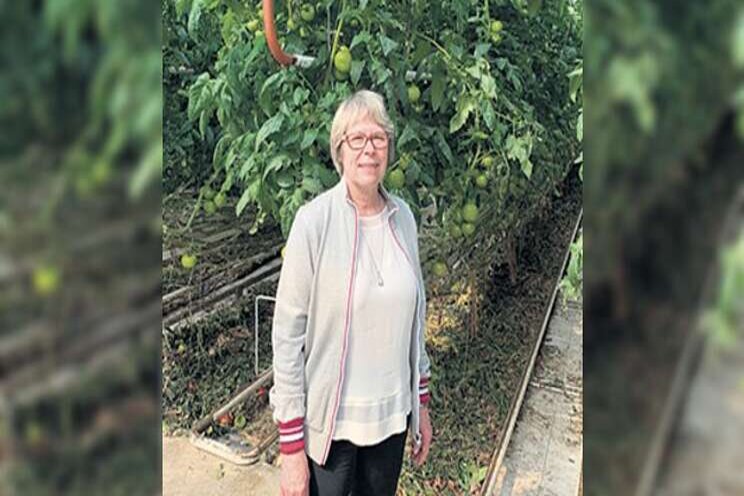 Quebec tomato producers sold at a loss for weeks Quebec tomato producers sold at a loss for weeks