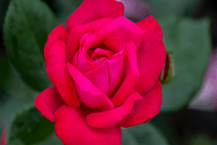 Star Roses and Plants wins four sustainability awards Star Roses and Plants wins four sustainability awards