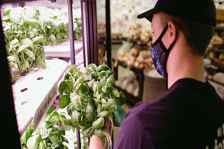 Sobeys expanding in-store vertical farms Sobeys expanding in-store vertical farms