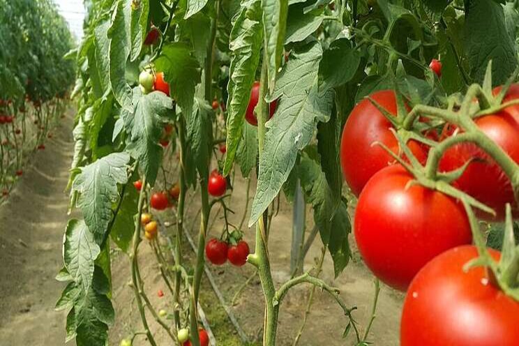 Greenhouse area to be doubled in Ardebil province in 2 years Greenhouse area to be doubled in Ardebil province in 2 years