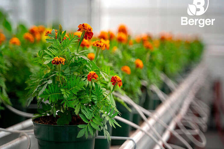 Spring cleaning! Greenhouse sanitation Spring cleaning! Greenhouse sanitation