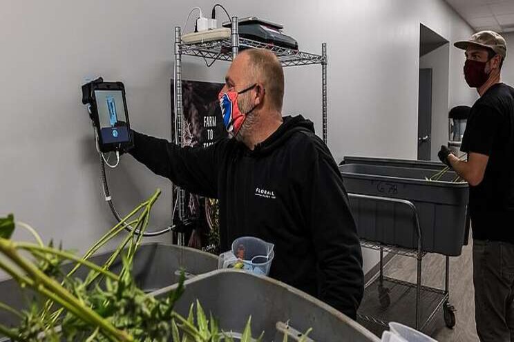 The latest updates in cannabis trimming innovations The latest updates in cannabis trimming innovations