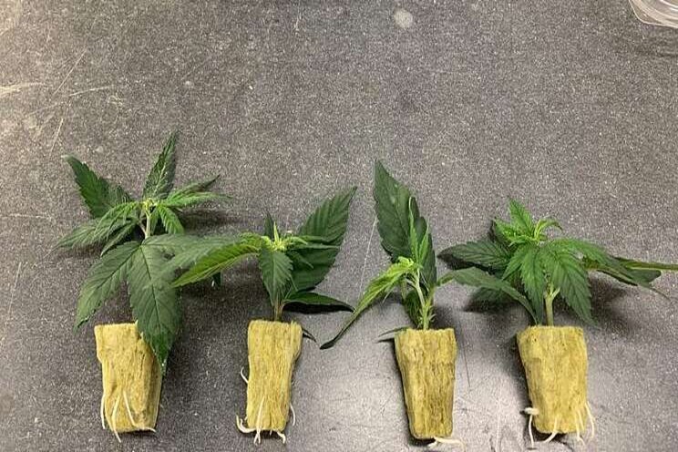 Micropropagation to soon be an option for cannabis production Micropropagation to soon be an option for cannabis production