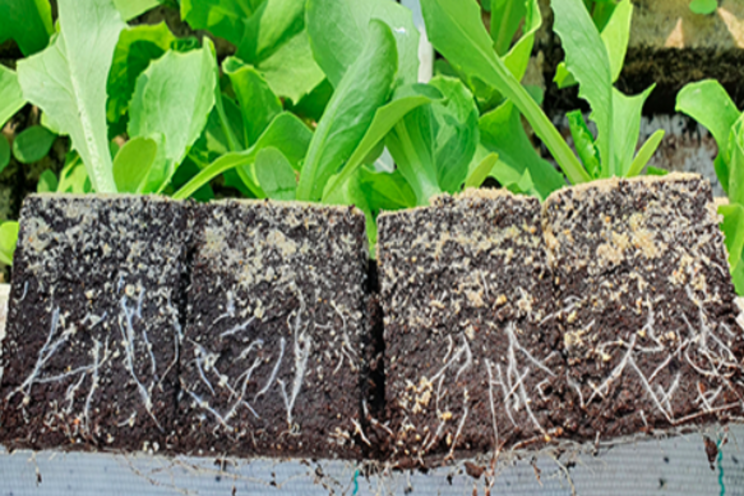 Reduce the proportion of black peat & create a reliable block Reduce the proportion of black peat & create a reliable block