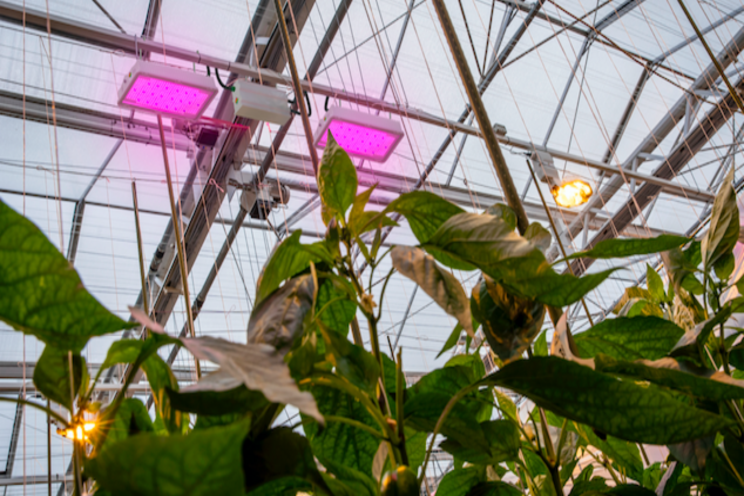 A choice btw the highest light output and max energy savings A choice btw the highest light output and max energy savings
