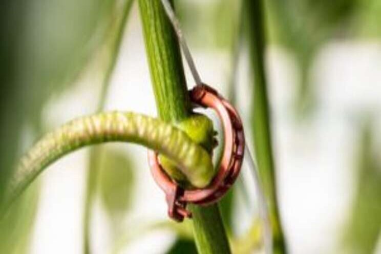 An environmentally friendly clip for greenhouse vegetables An environmentally friendly clip for greenhouse vegetables