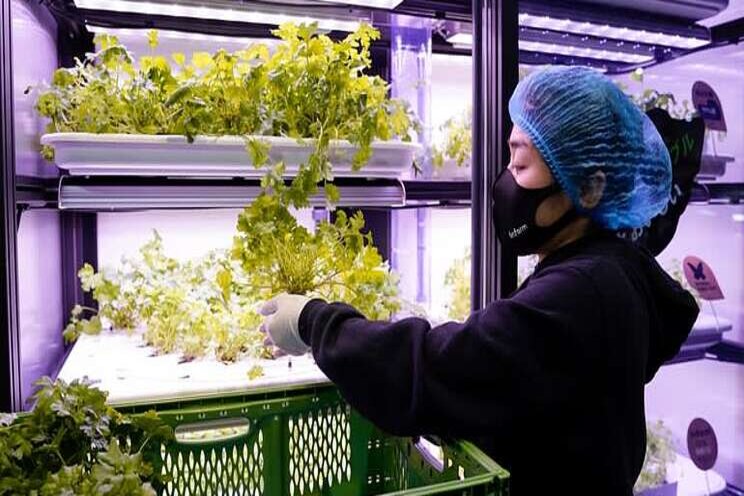 Japan railroad grows veggies indoors Japan railroad grows veggies indoors