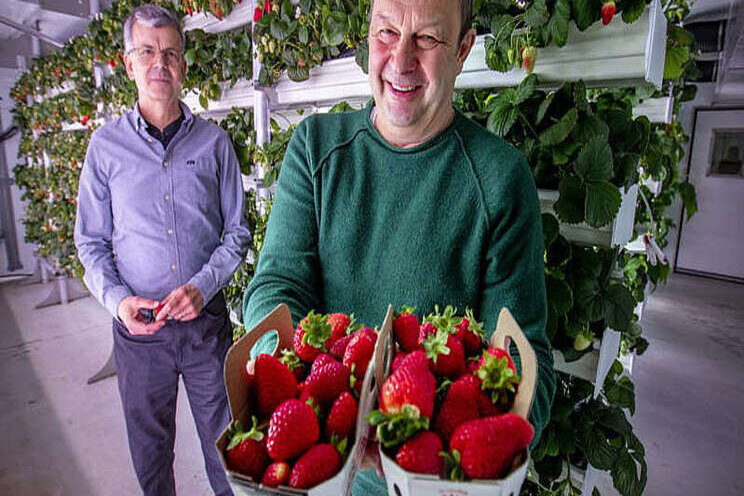 Startup bets 'vertical farms' can boost winter berry output Startup bets 'vertical farms' can boost winter berry output