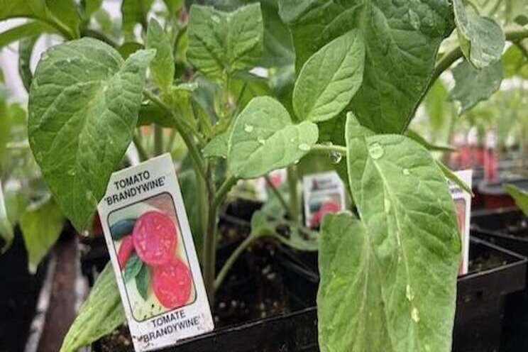 5 tomato growing tips for beginner vegetable gardeners 5 tomato growing tips for beginner vegetable gardeners
