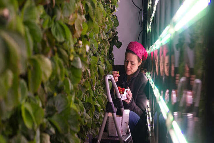 'Made in Quebec' strawberries offer hope for food autonomy 'Made in Quebec' strawberries offer hope for food autonomy