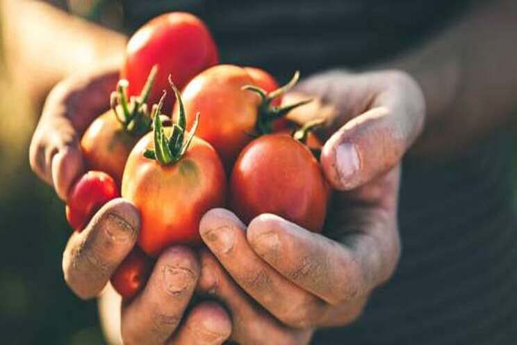 The benefits of technology at tomato greenhouse The benefits of technology at tomato greenhouse