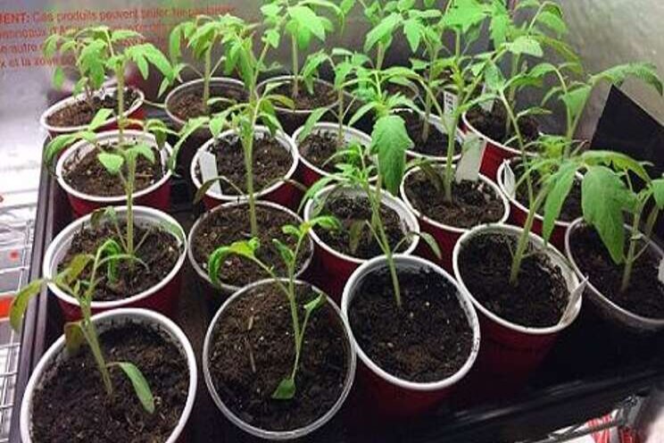 Growing tomatoes in a cold-climate without a greenhouse Growing tomatoes in a cold-climate without a greenhouse
