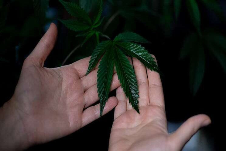 Is growing weed sustainable? The answer is complicated. Is growing weed sustainable? The answer is complicated.