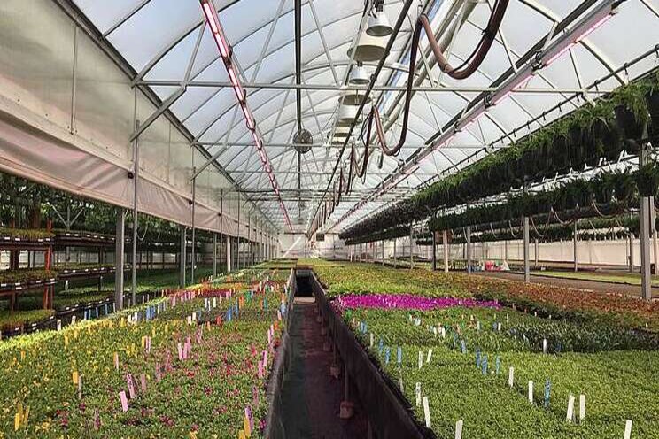Greenhouse pest management recommendations for 2021 Greenhouse pest management recommendations for 2021